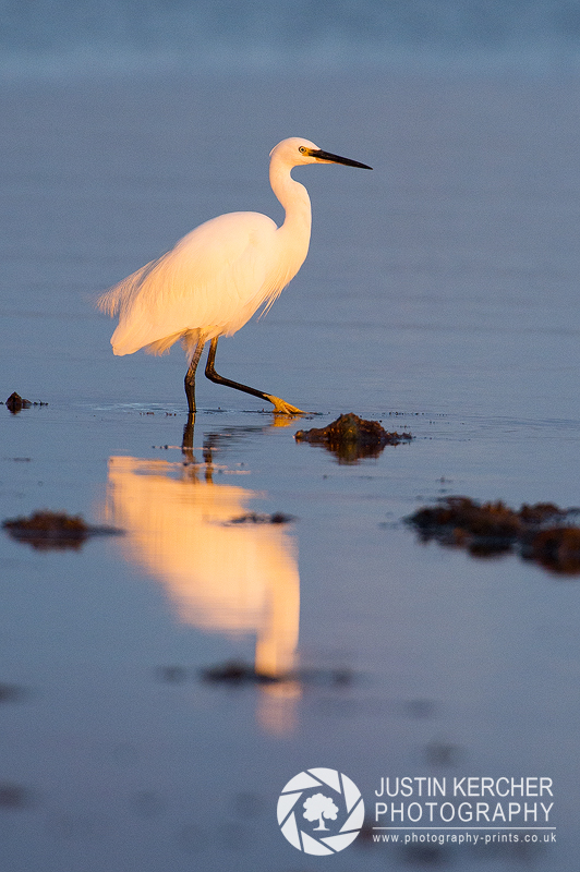 Wading Little Egret