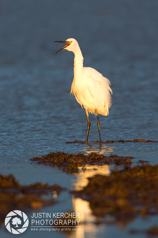 Sqawking Little Egret