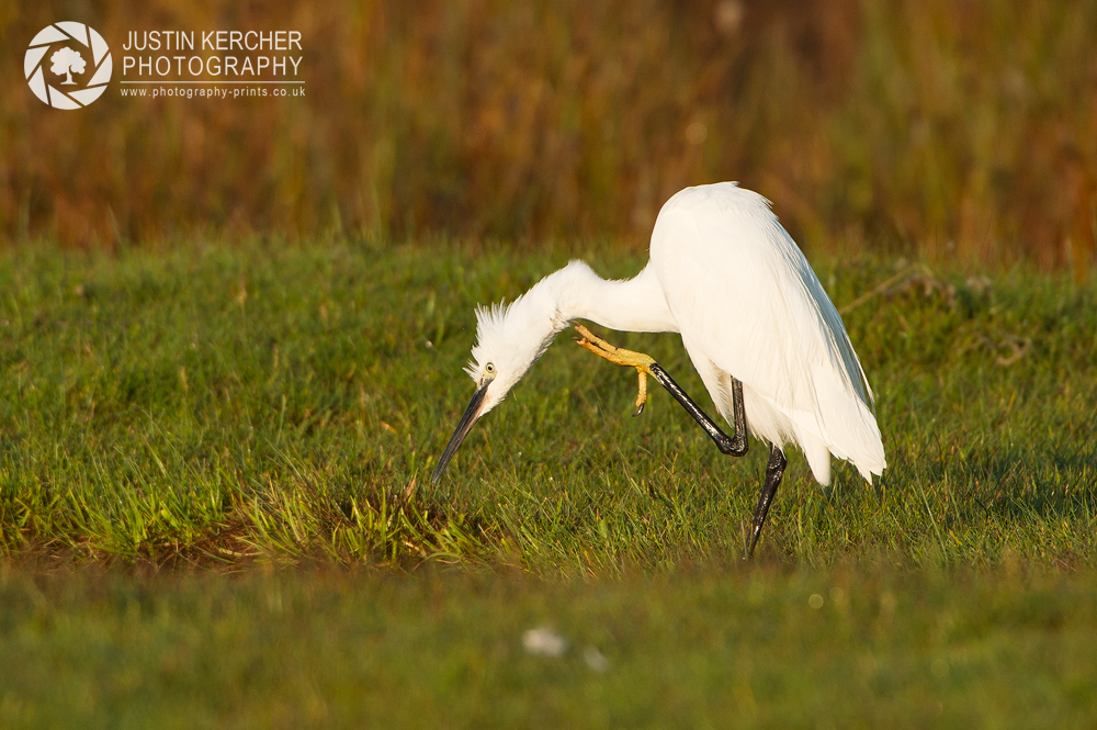 Little Egret Scratching I