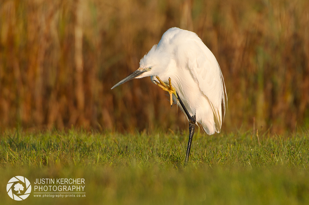 Little Egret Scratching II