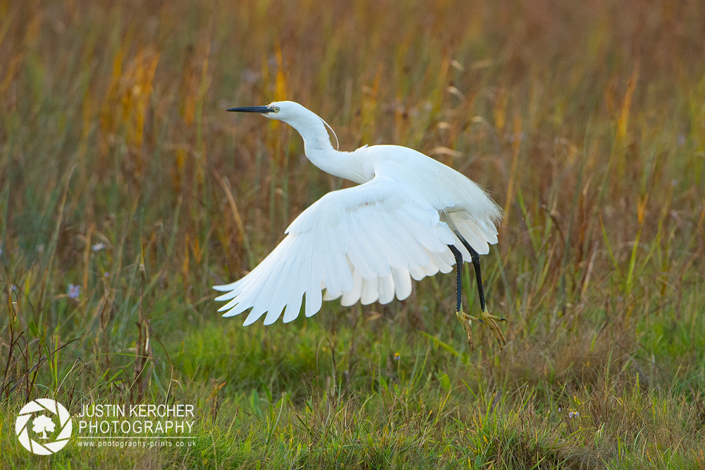 Little Egret Takeoff