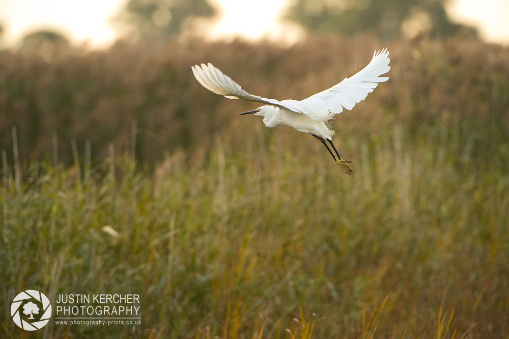 Little Egret Gliding