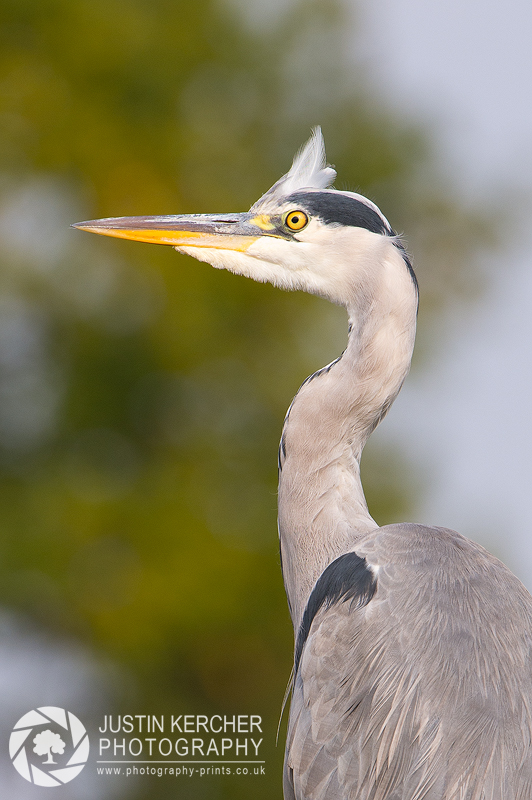 Grey Heron Portrait