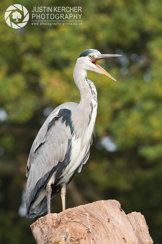 Grey Heron Yawn