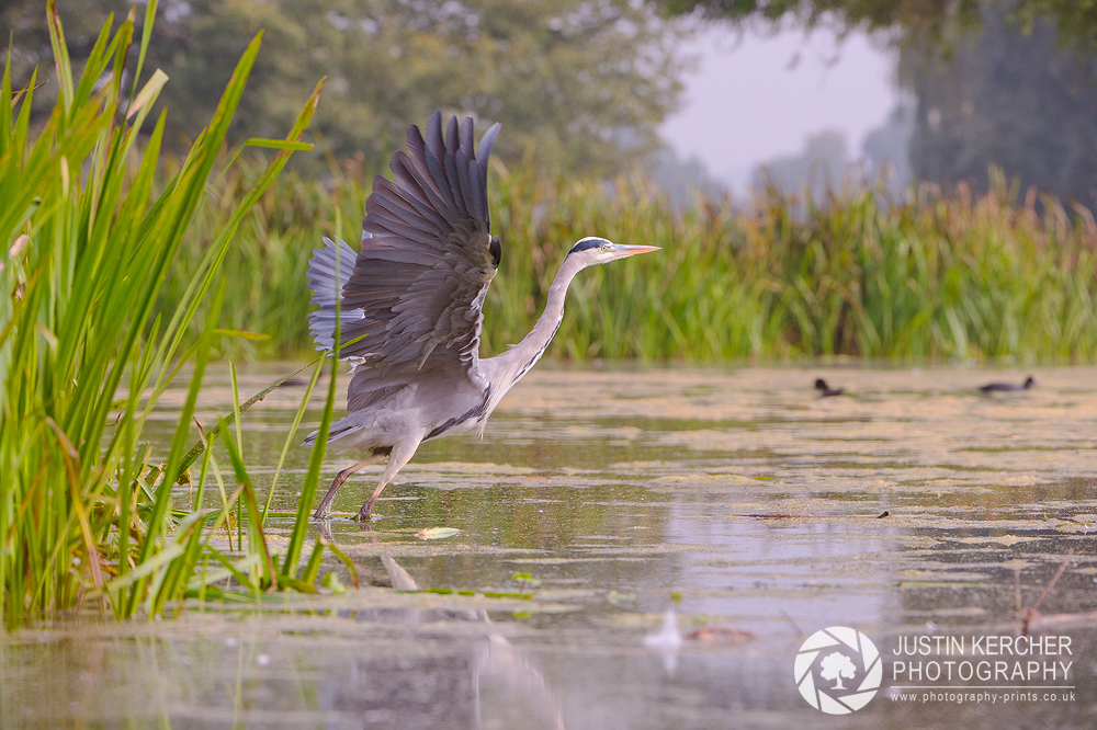 Grey Heron Takeoff I