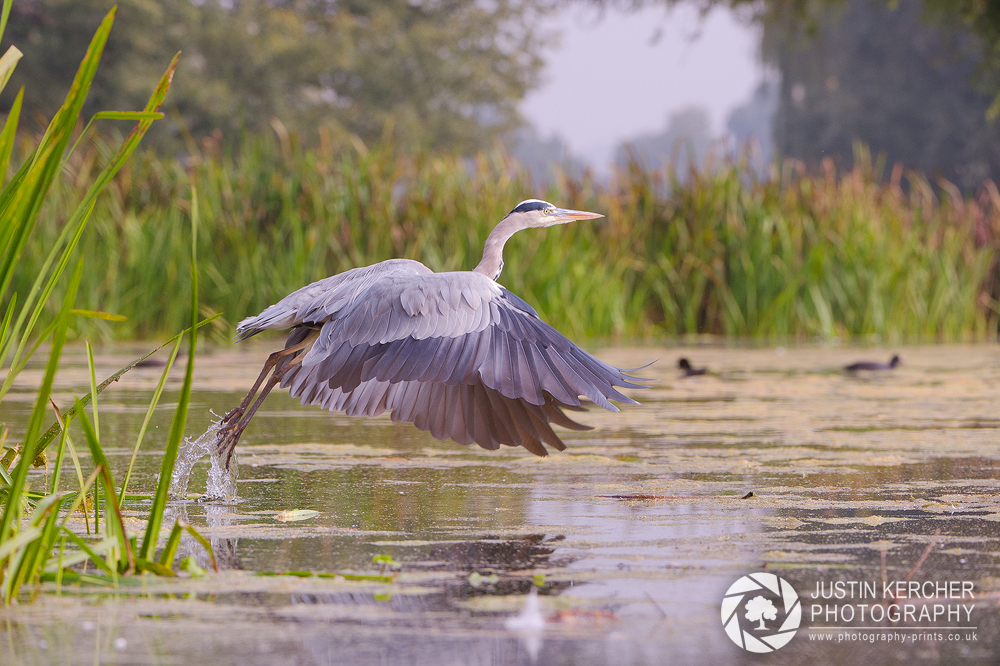 Grey Heron Takeoff II