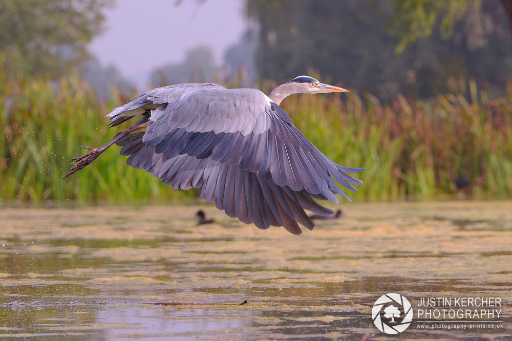 Grey Heron Takeoff III