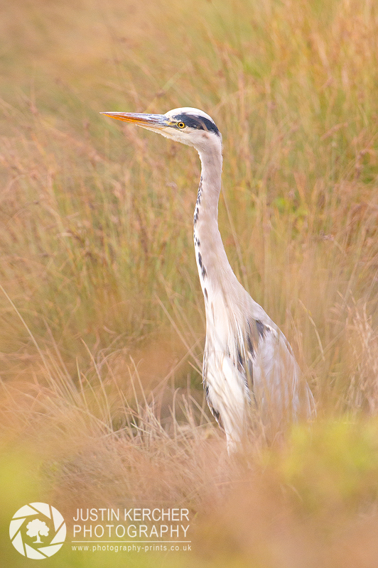 Curious Heron