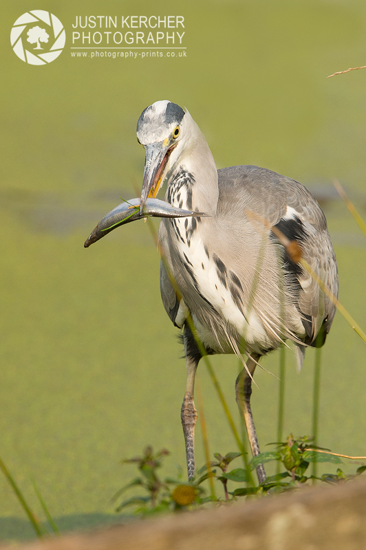 Grey Heron with Fish I