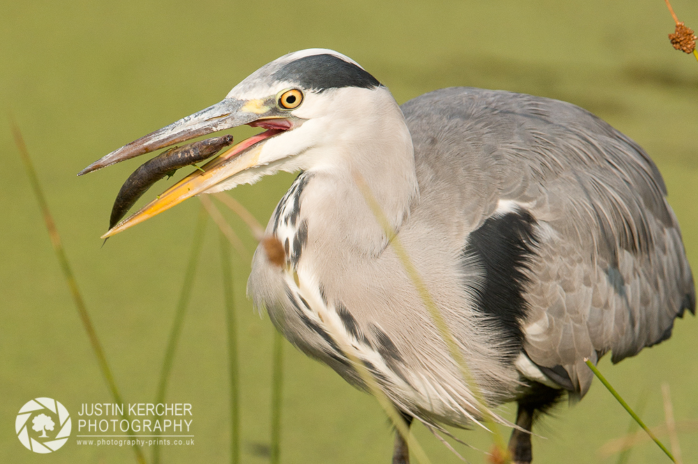 Grey Heron with Fish II