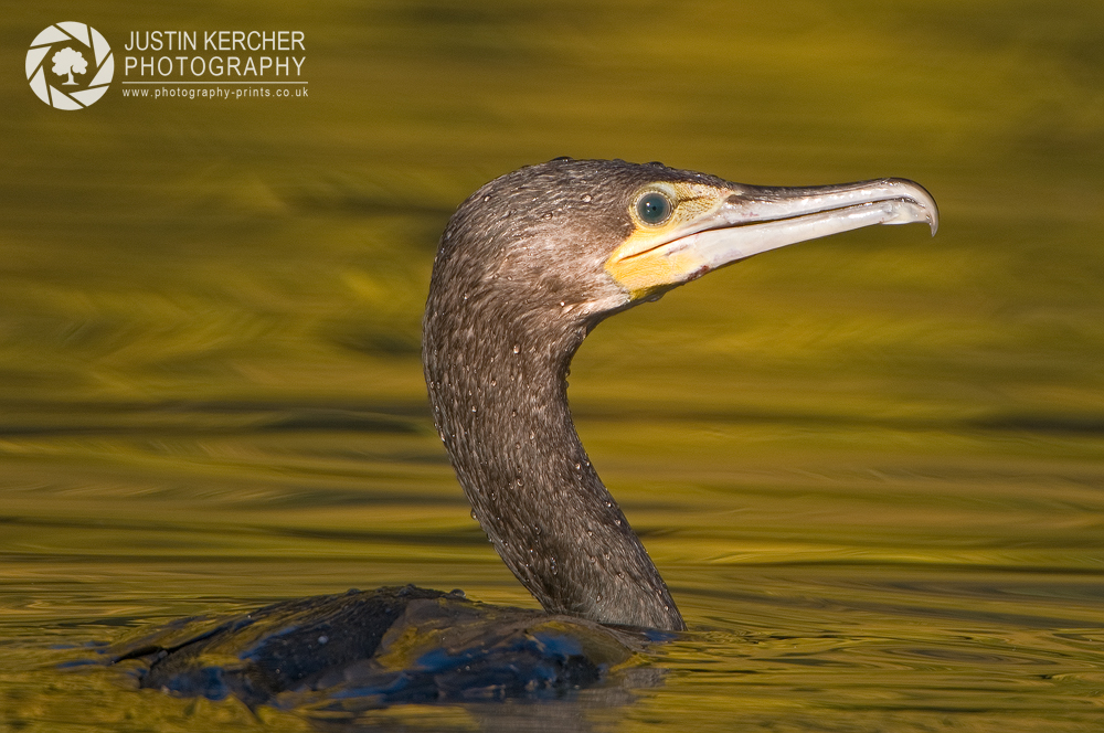 Cormorant Portrait