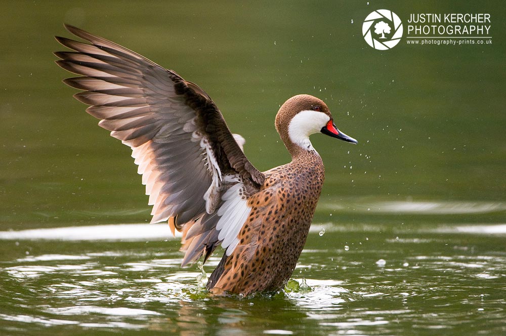Bahama Pintail Flapping I