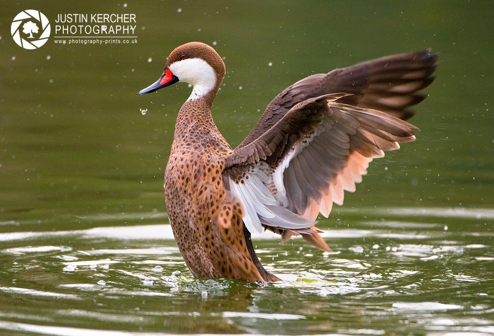 Bahama Pintail Flapping II