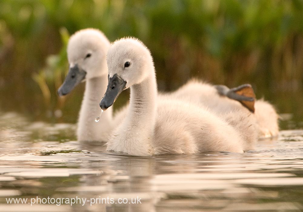 Swan Cygnets Swimming