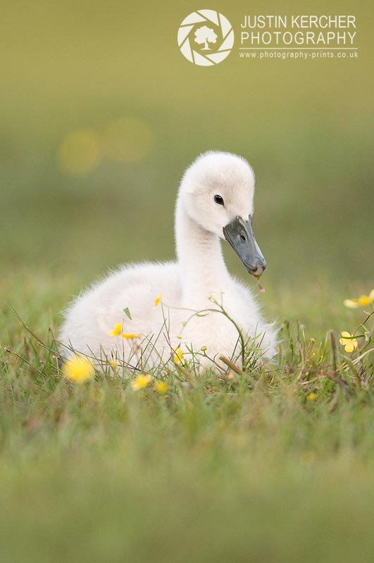 Swan Cygnet