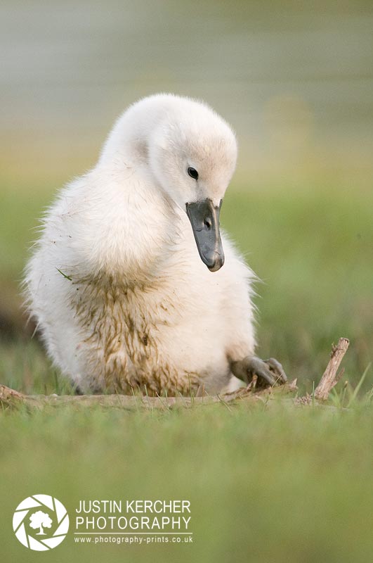 Swan Cygnet with Stick