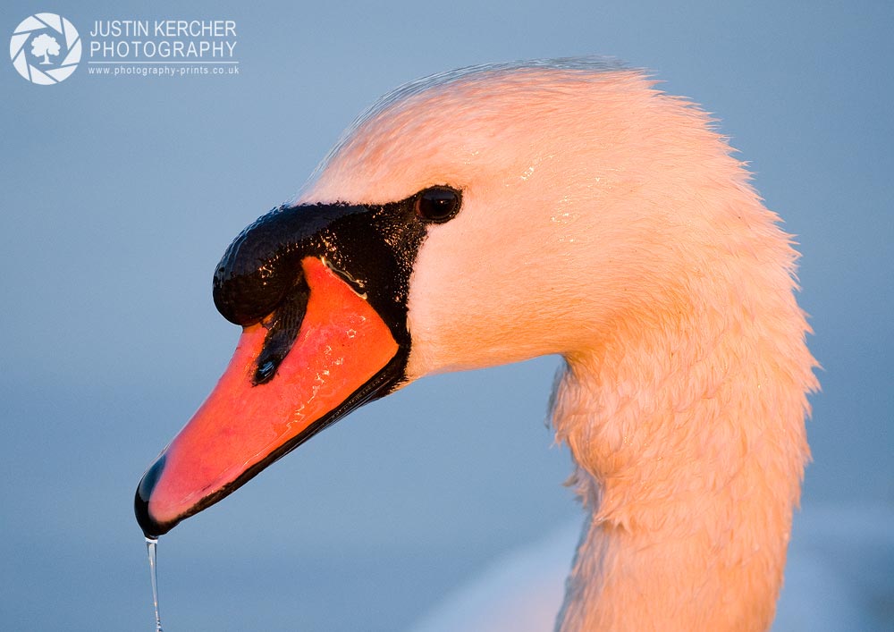 Mute Swan Portrait III