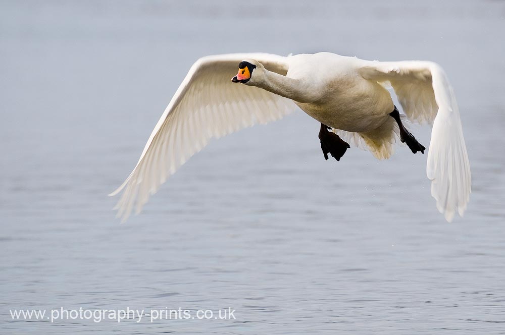 Mute Swan in Flight