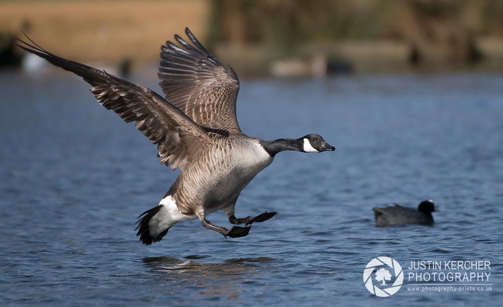 Canada Goose Landing on Lake