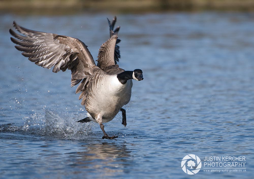 Canada Goose Running on Water III