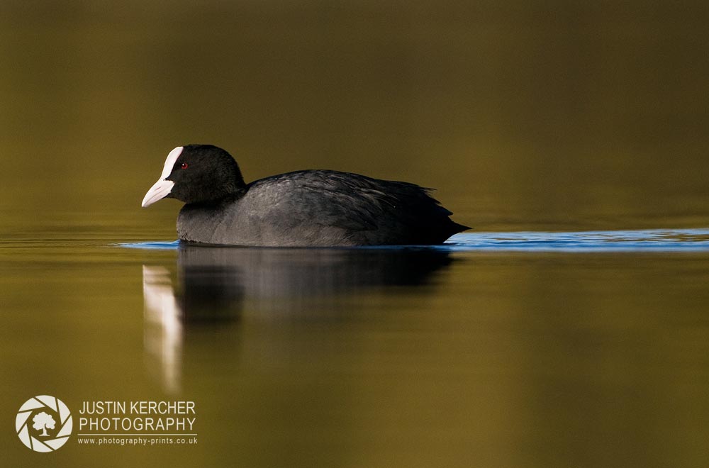 Swimming Coot