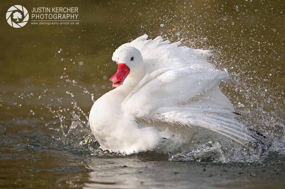 Coscoroba Swan Washing