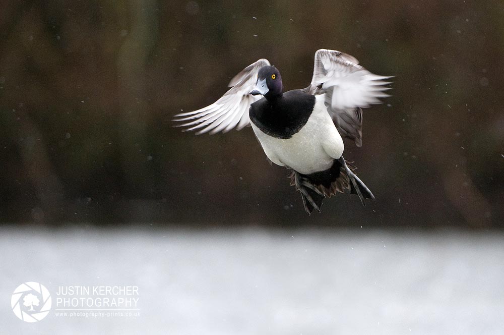 Tuffted Duck Flying in Snow
