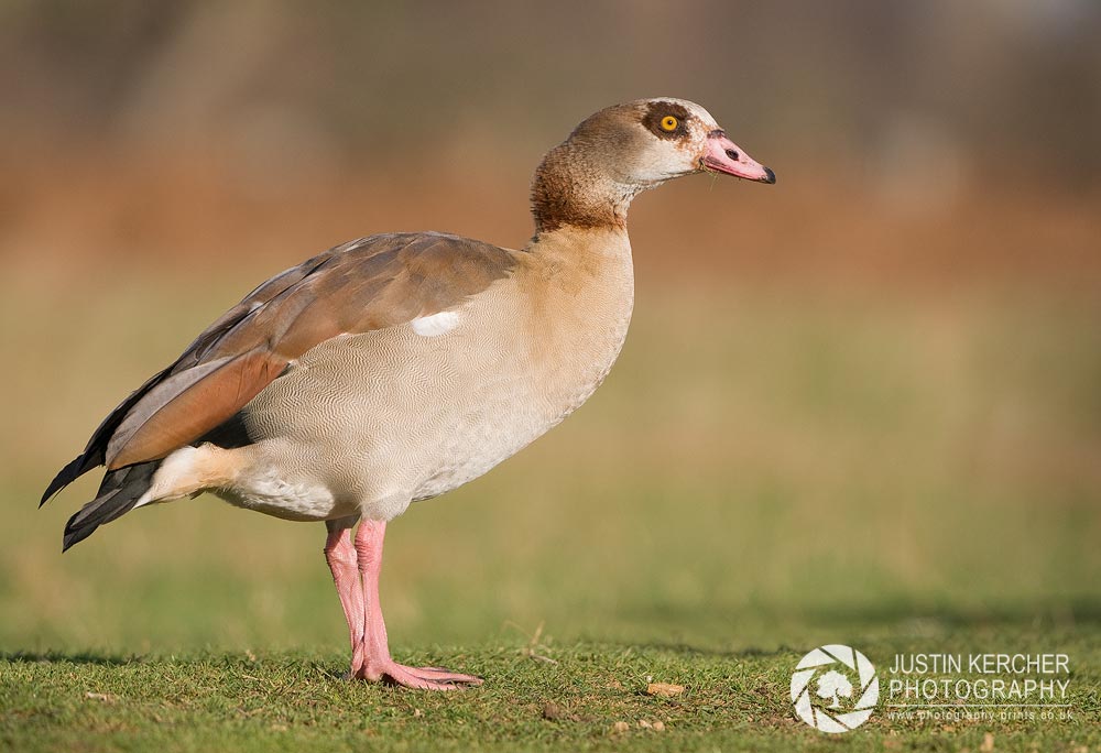 Egyptian Goose