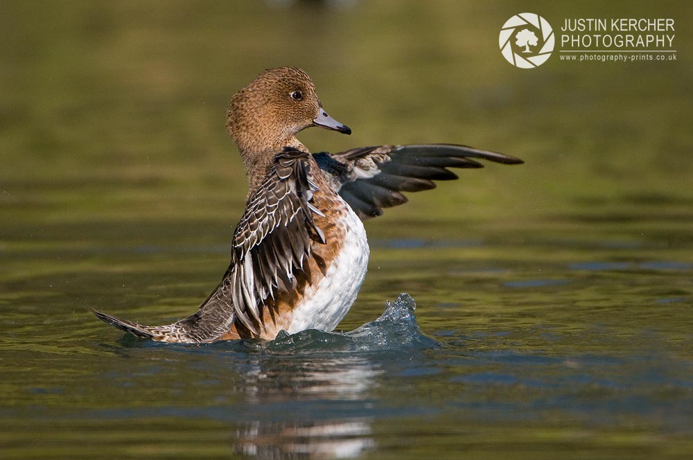 Eurasian Widgeon Flapping