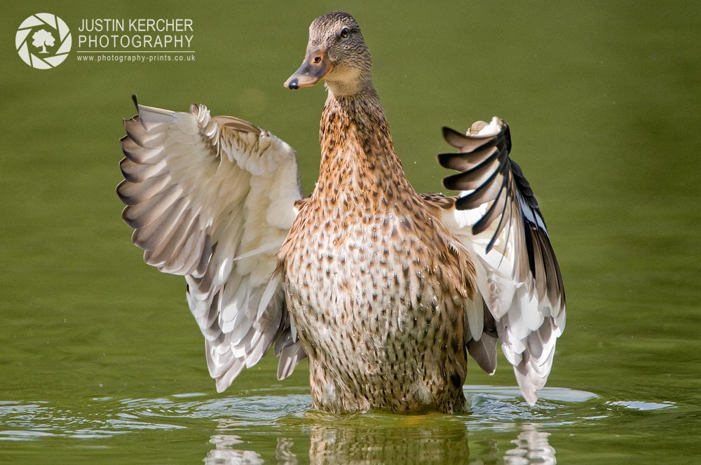 In a Flap