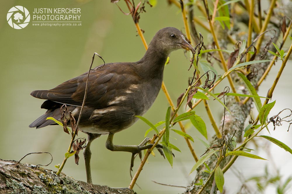 Jeuvenile Coot