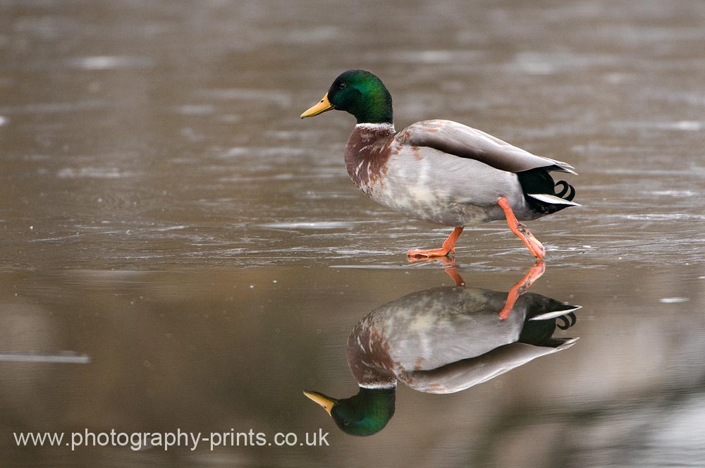 Mallard Duck Ice Skating
