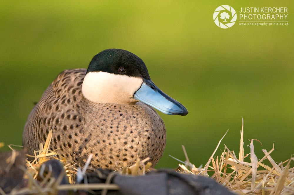 Puna Teal Portrait