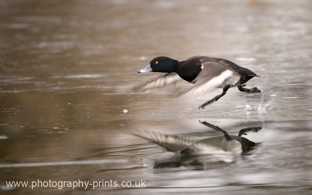 Tufted Duck running on Ice