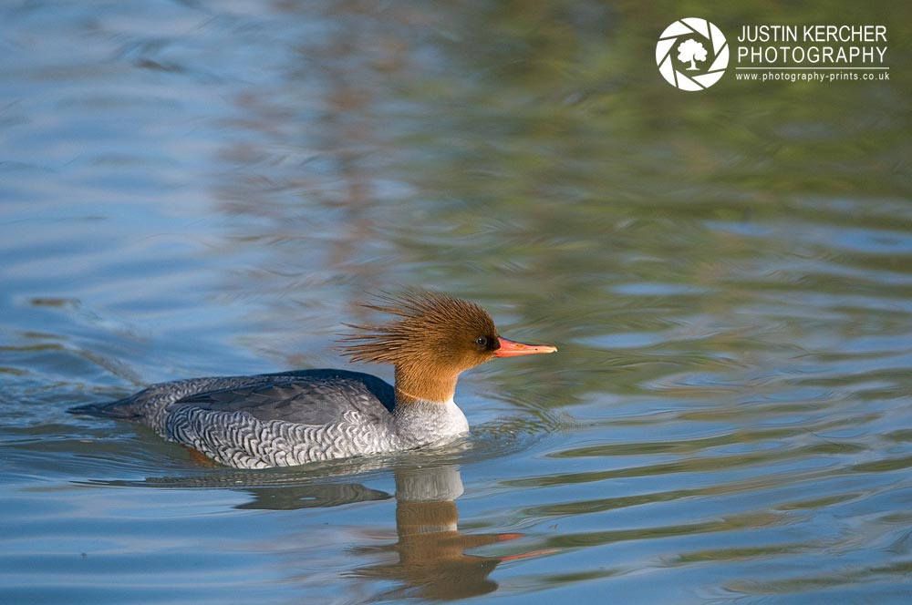 Swimming in Paint - Chinese Merganser