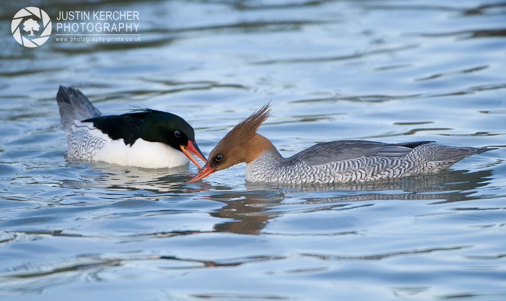 Chinese Mergansers
