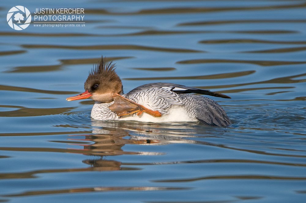 Female Chinese Mergansers