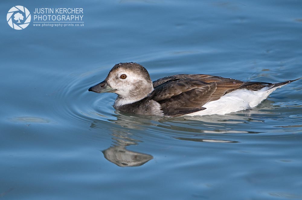 Longtail Duck