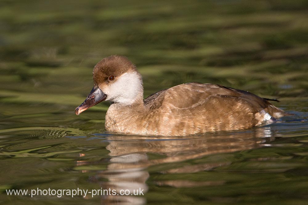 Red Crested Pochard
