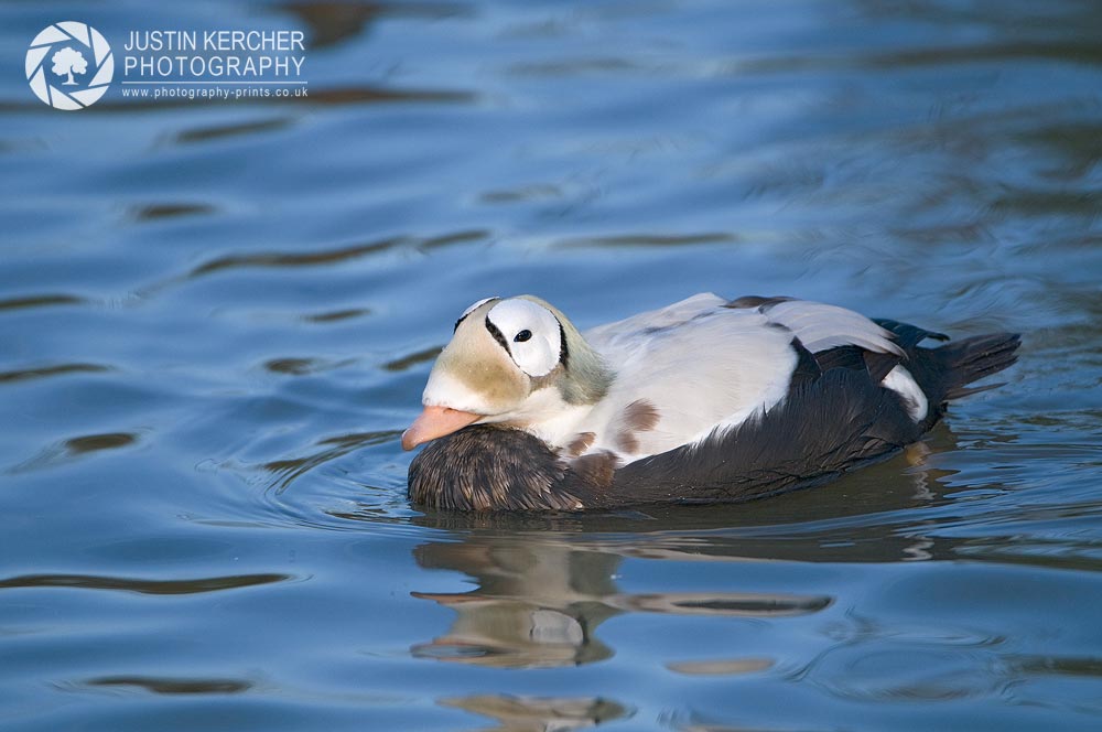 Spectacled Eider Duck