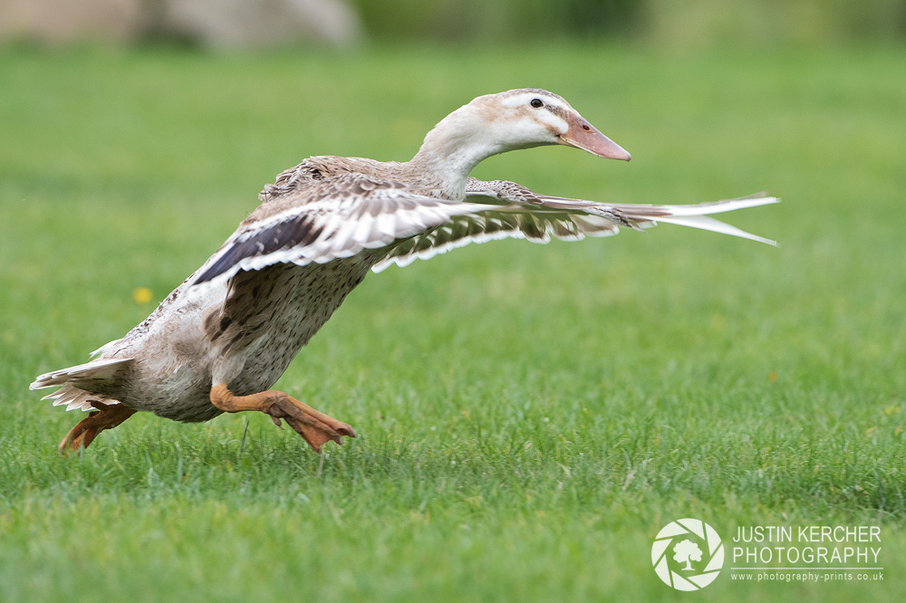 Racing Duck