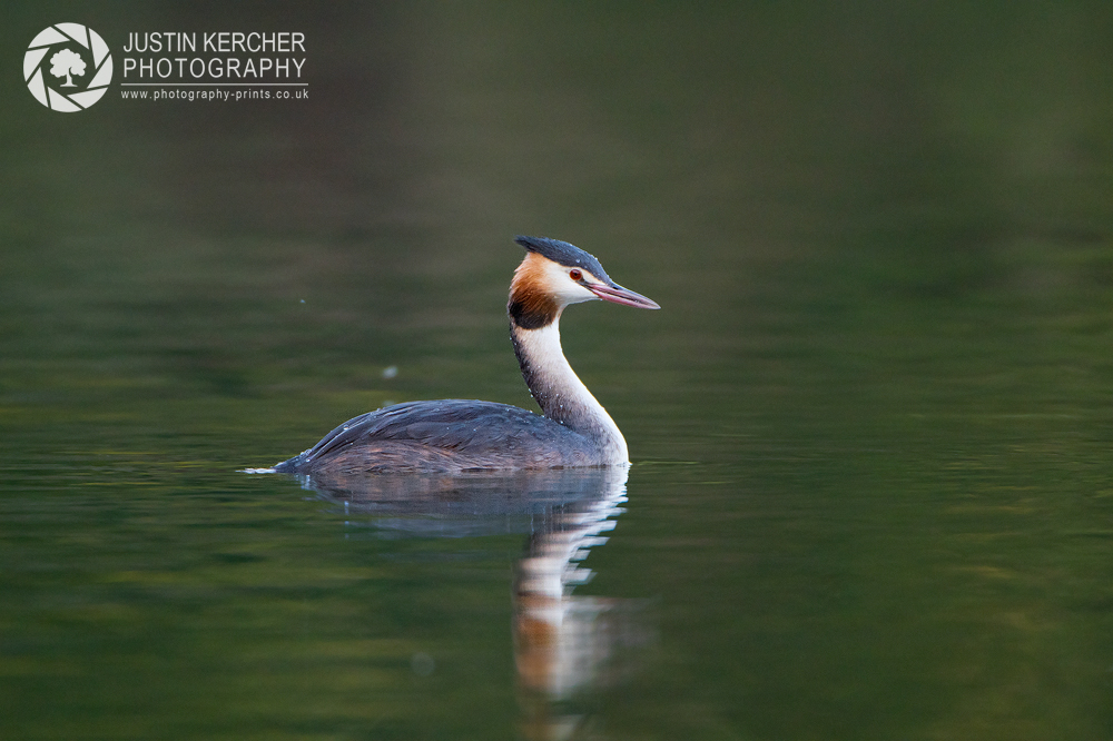 Great Crested Grebe