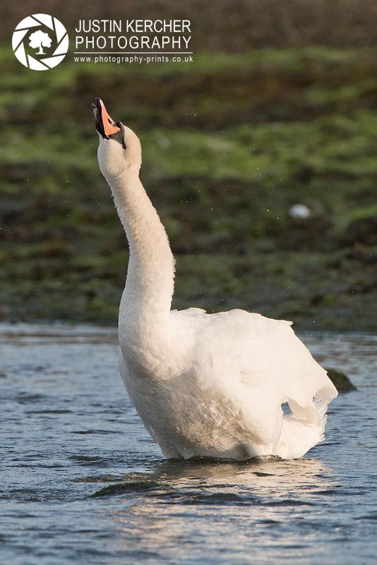 Stick your neck out