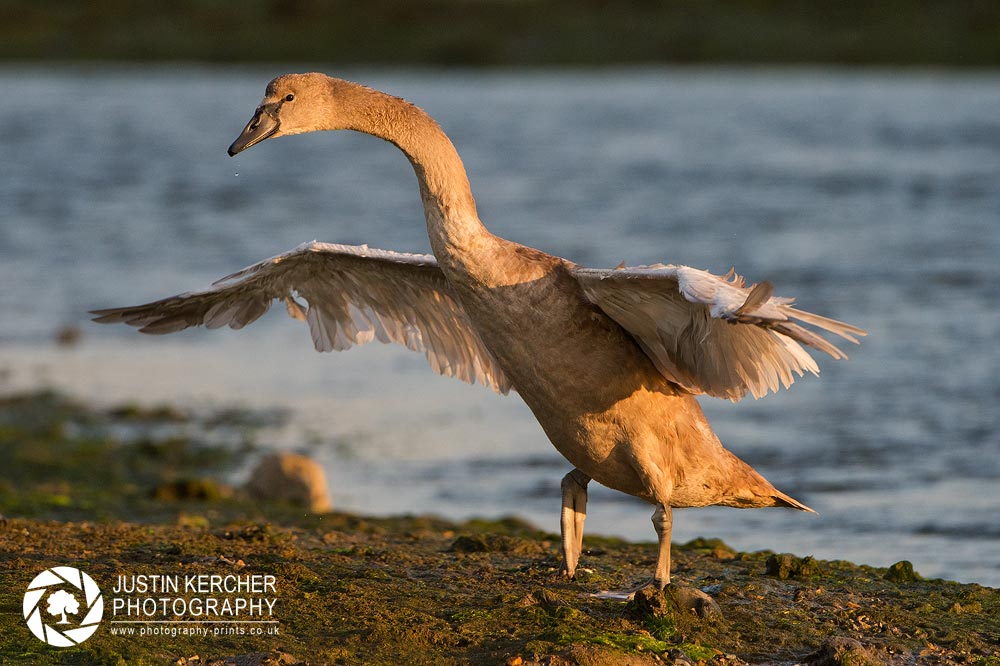 Drying Wings
