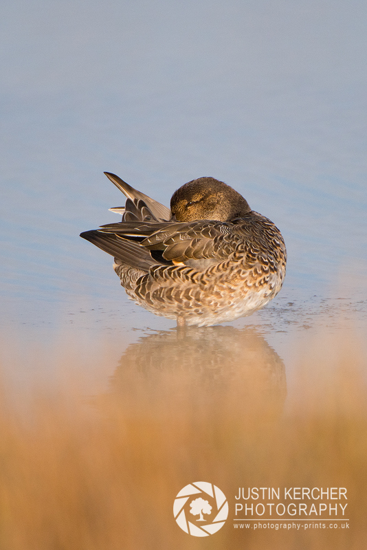 Roosting Teal