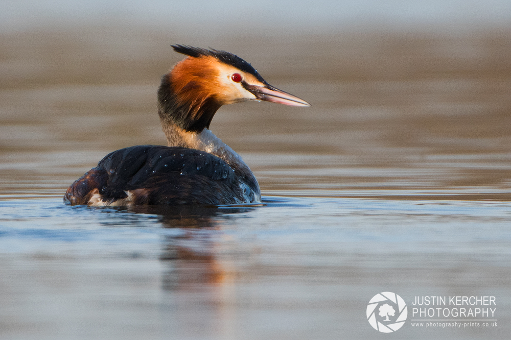 Great Crested Grebe