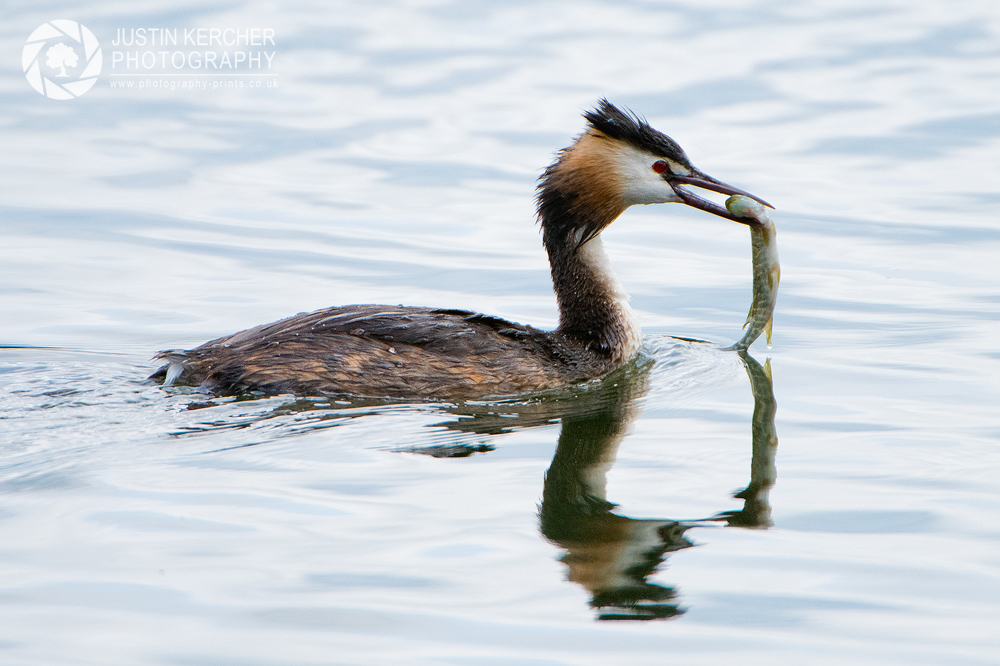 Great Crested Grebe with Fish