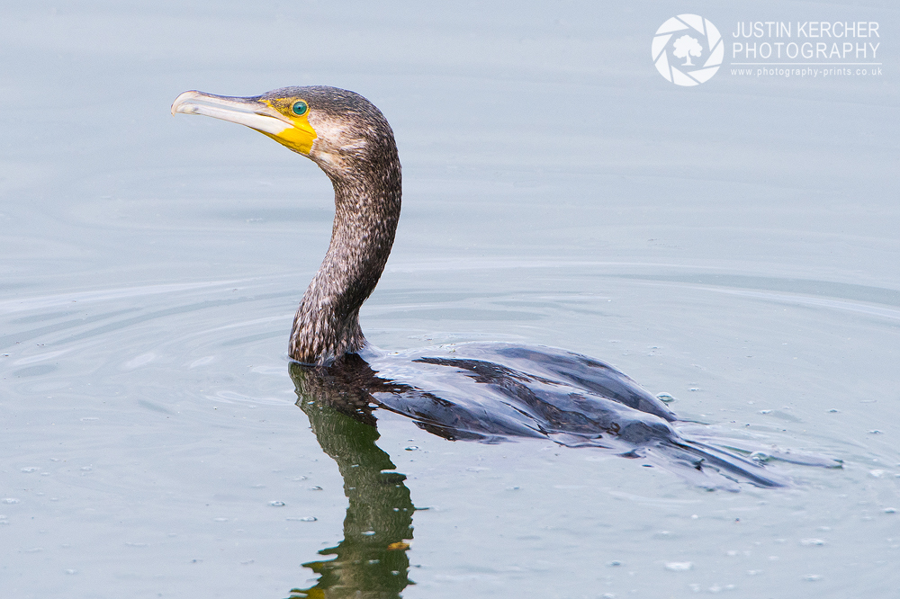 Cormorant Swimming