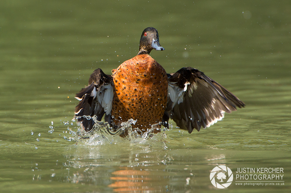 Chestnut Teal