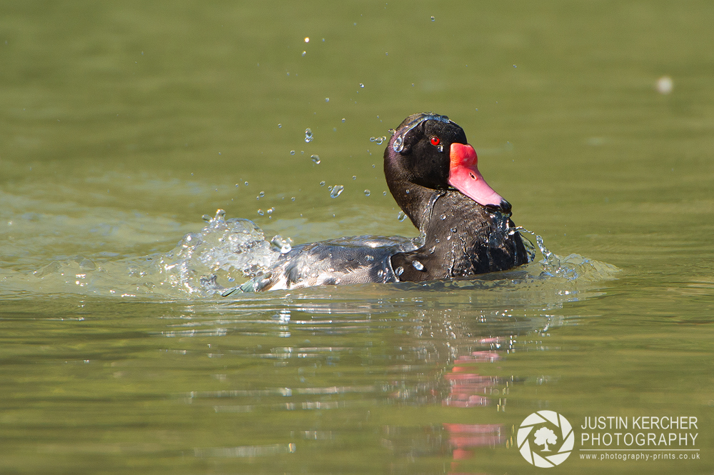 Rosy Billed Pochard Washing